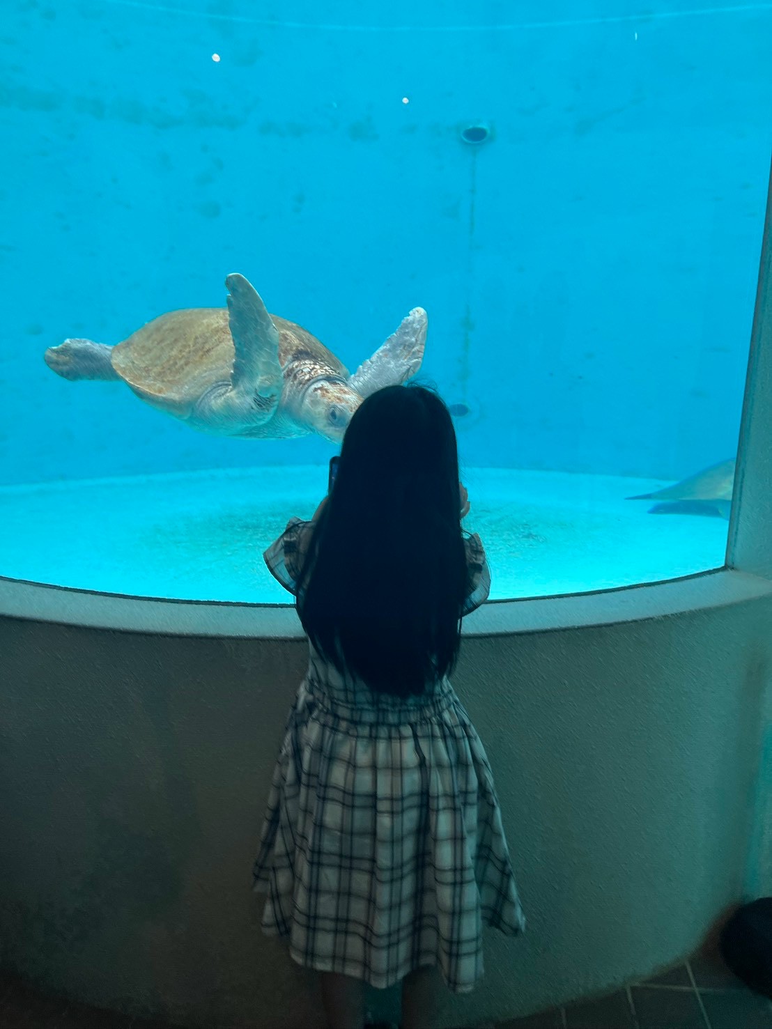水槽のウミガメを見つめる後ろ姿