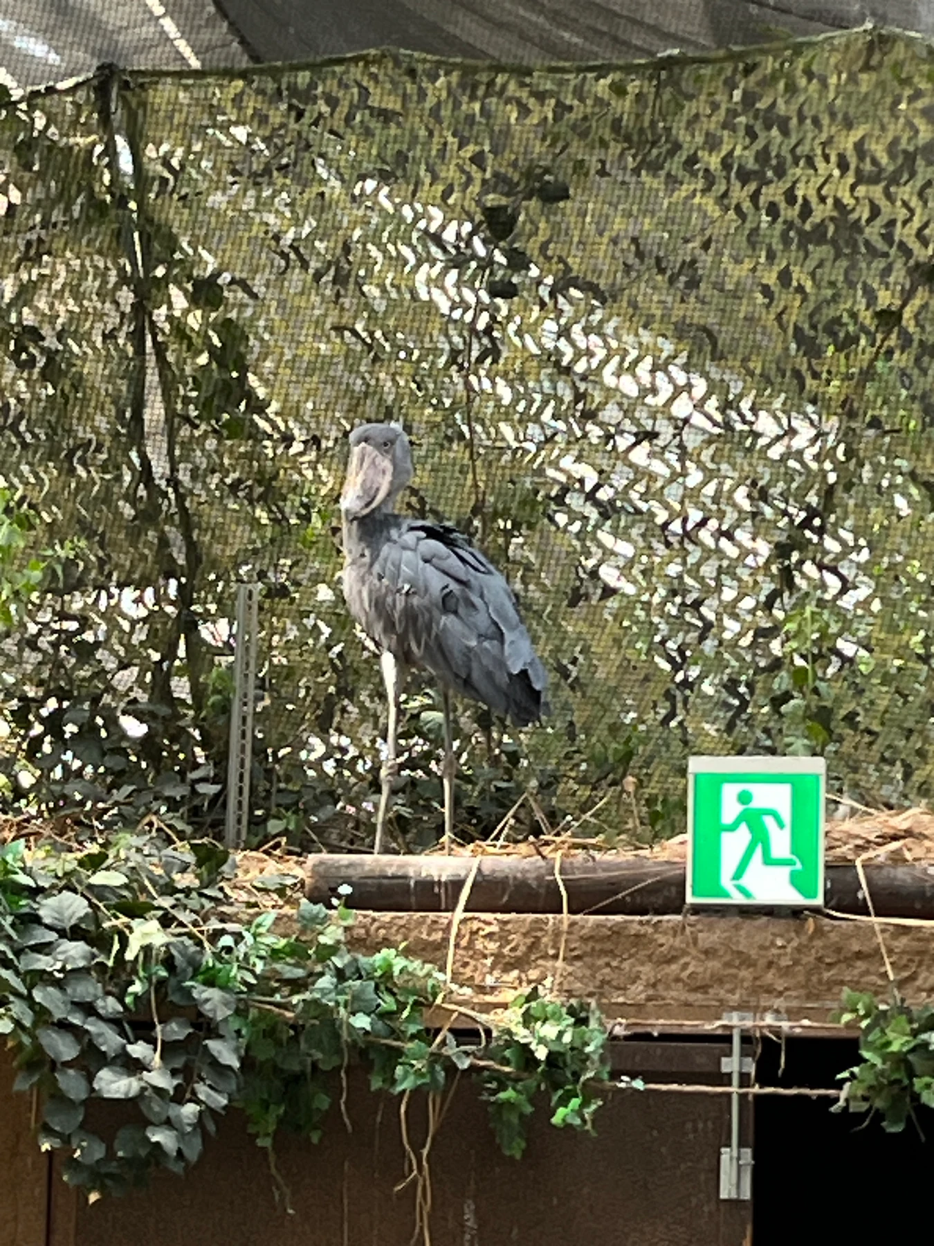 木々の中に立ち、こちらへ顔を向けるハシビロコウ