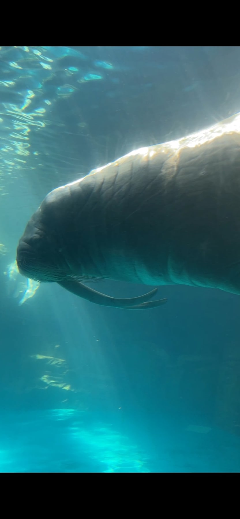 水中のセイウチを横から見た姿。大きな牙が見える